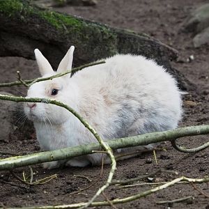 Small domestic rabbit (Oryctolagus cuniculus), 2021-10-10