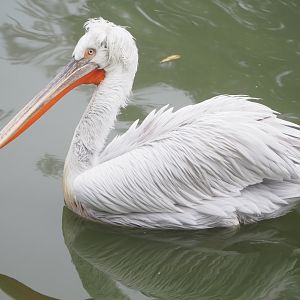 Dalmatian pelican (Pelecanus crispus), 2021-10-10