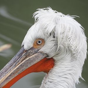 Dalmatian pelican (Pelecanus crispus), 2021-10-10