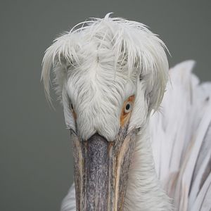 Dalmatian pelican (Pelecanus crispus), 2021-10-10