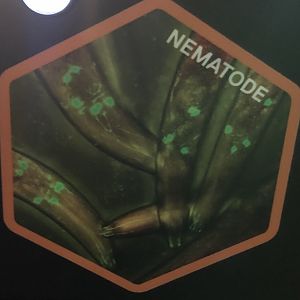 Nematode Stock Image
