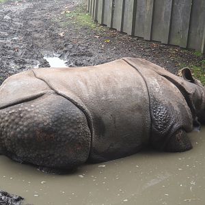 Indian rhinoceros (Rhinoceros unicornis) bull Gujarat in mud pool, 2021-10-10
