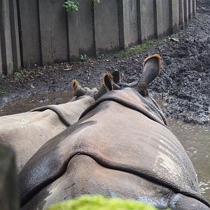 Indian rhinoceroses (Rhinoceros unicornis) Vaiana and Karamat in mud pool, 2021-10-10