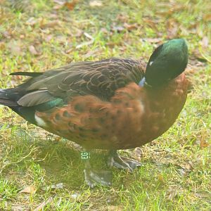 Chestnut teal drake (Anas castanea), 2021-10-10