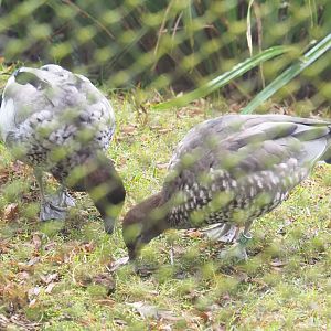 Australian maned wood duck pair (Chenonetta jubata), 2021-10-10