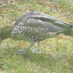 Female Australian maned wood duck (Chenonetta jubata), 2021-10-10