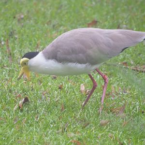 Masked lapwing (Vanellus miles miles), 2021-10-10