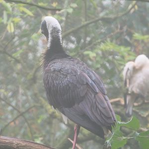 Straw-necked ibis (Threskiornis spinicollis), 2021-10-10