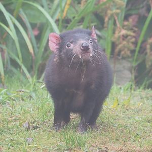 Tasmanian devil (Sarcophilus harrisii), 2021-10-10