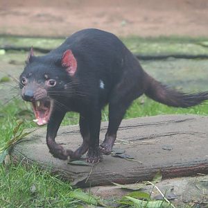 Tasmanian devil (Sarcophilus harrisii), 2021-10-10