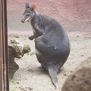 Dusky pademelon (Thylogale brunii), 2021-10-10