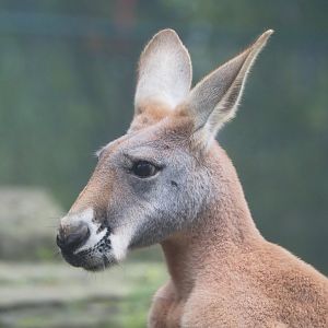 Red kangaroo (Osphranter rufus), 2021-10-10