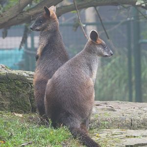 Swamp wallabies (Wallabia bicolor), 2021-10-10