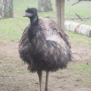Emu (Dromaius novaehollandiae), 2021-10-10