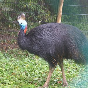 Double-wattled cassowary (Casuarius casuarius), 2021-10-10