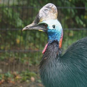 Double-wattled cassowary (Casuarius casuarius), 2021-10-10
