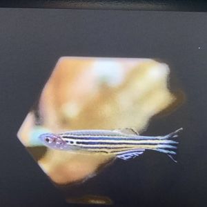 Zebrafish Stock Image