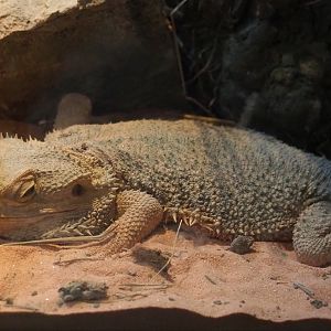 Central bearded dragon (Pogona vitticeps), 2021-10-10