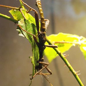 Male Giant thorny stick insect (Trachyaretaon brueckneri), 2021-10-10