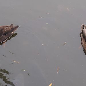 Wild Mallard - Domestic duck hybrids (Anas platyrhynchos), 2021-10-10