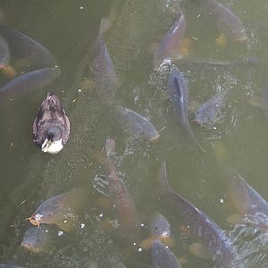 Wild Mallard - Domestic duck hybrid (Anas platyrhynchos) and Common carp (Cyprinus carpio), 2021-10-10