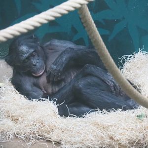 Bonobo (Pan paniscus), 2021-10-10