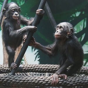 Juvenile Bonobos (Pan paniscus), 2021-10-10