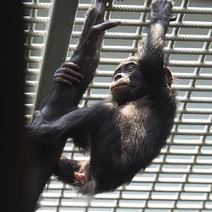 Juvenile Bonobo (Pan paniscus), 2021-10-10