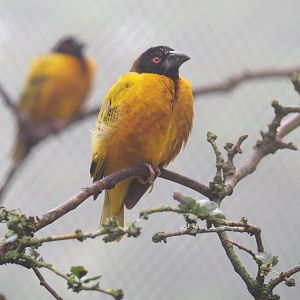 Village weaver (Ploceus cucullatus), 2021-10-10