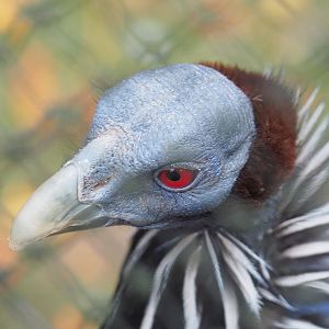Vulturine guineafowl (Acryllium vulturinum), 2021-10-10