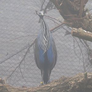 Vulturine guineafowl (Acryllium vulturinum), 2021-10-10