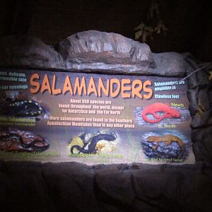 Salamander Signage