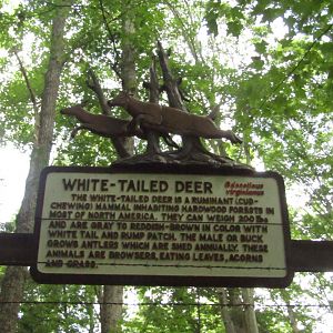 Old-School White Tailed Deer Signage