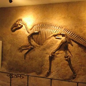 Dinosaur Fossil Display