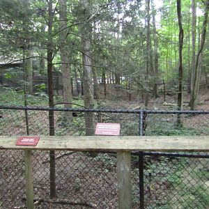 Bobcat Exhibit