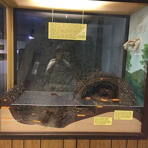 Watershed Room - Beaver Display