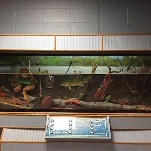 Watershed Room - Freshwater Display