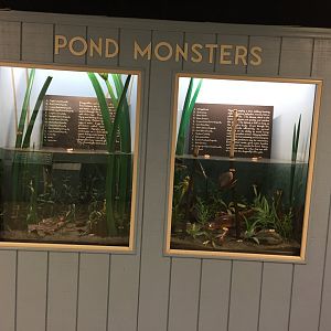 Watershed Room - "Pond Monsters"