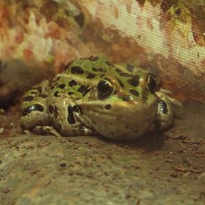Leopard Frog