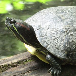 Red-eared Slider
