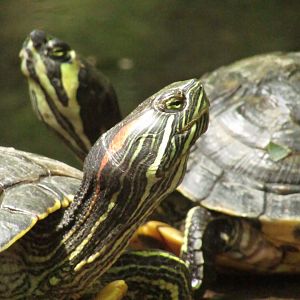 Red-eared Slider and Eastern Painted Turtle