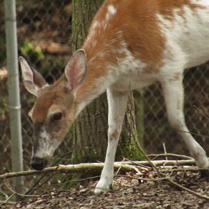 Piebald White-tailed Deer