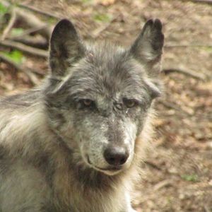 Gray Wolf