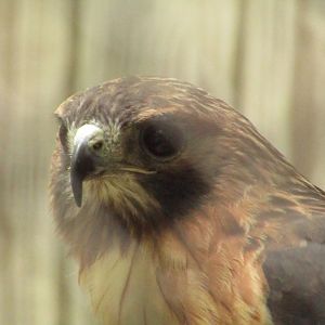 Red Tailed Hawk