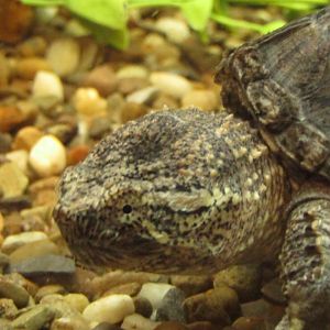Common Snapping Turtle