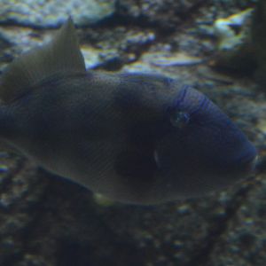 Triggerfish ID (Aquarium of the Pacific)