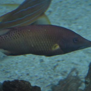 Hogfish ID (Aquarium of the Pacific)