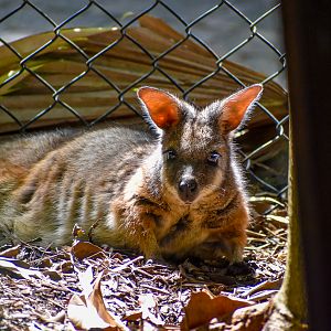 Tammar Wallaby