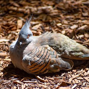 Crested Pigeon