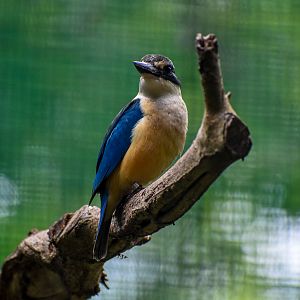Sacred Kingfisher